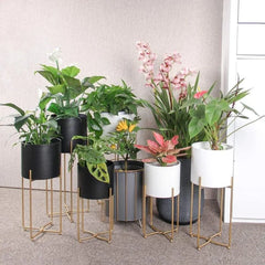 Modern Six-Piece Plant Stand Set with Gold Frame Design-Wooden Crest